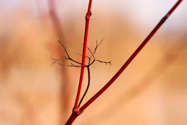 Black peduncle on red branches — Stock Photo, Image