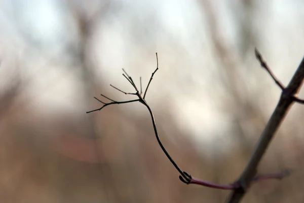 Czarny ogonek na drzewie — Zdjęcie stockowe