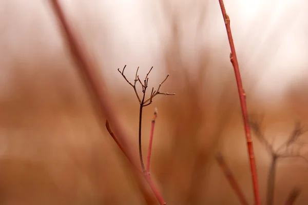 赤い枝黒花柄 — ストック写真