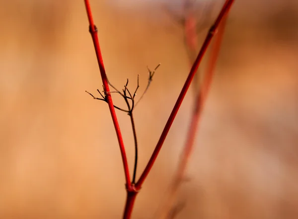 Schwarzer Stiel auf roten Zweigen im Sonnenlicht — Stockfoto