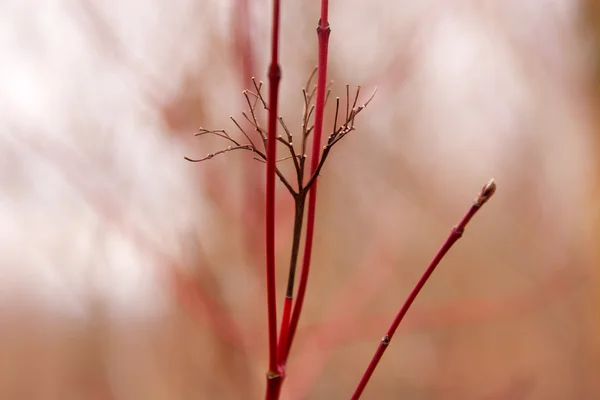 Black peduncle on red branches — Stock Photo, Image