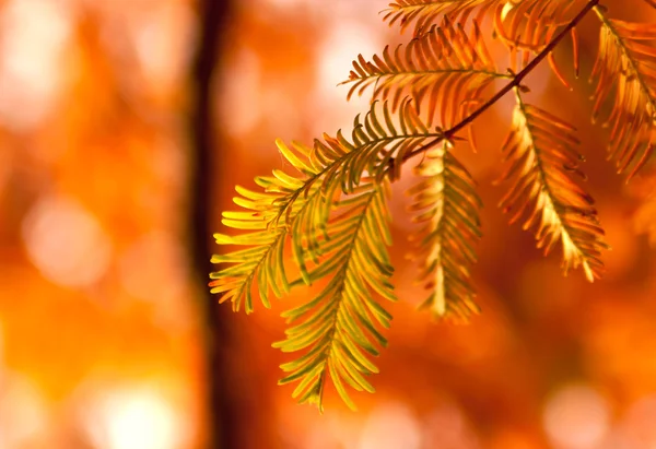 Zweig der Herbsttanne — Stockfoto