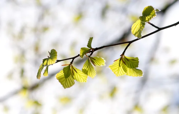 Ветка с зелеными свежими листьями — стоковое фото