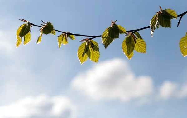 Branch with green leaves against the sky — Stock Photo, Image