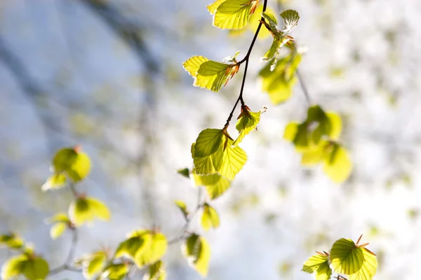 stock image Branch with green leaves in sunlight