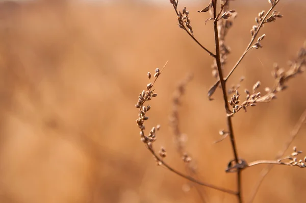 Branches de mauvaises herbes au soleil — Photo