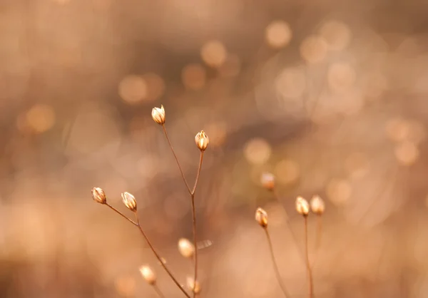 Des bourgeons d'herbe au soleil — Photo