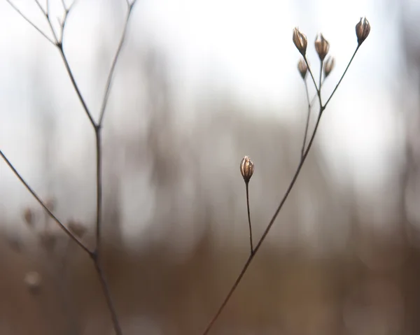 Бутоны травы — стоковое фото