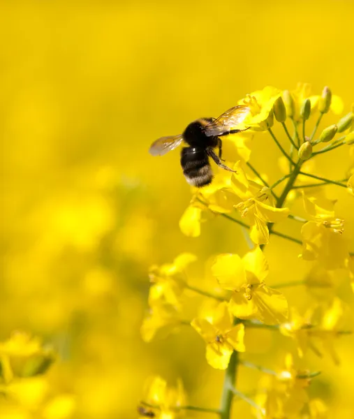 Bumble bee on a flower of canola — Stock Photo, Image