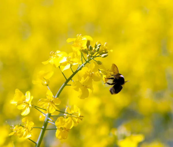 stock image Bumble bee on a flower of canola