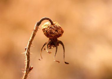 yabani gül kurutulmuş berry