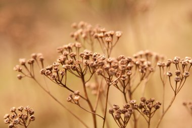 Dried flower buds of weeds clipart