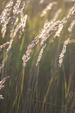 Dry prairie grass in sunshine clipart