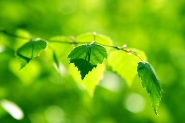 Fresh leaves of birch in the sunlight clipart