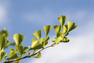 Taze yaprakları ginkgo ağacı