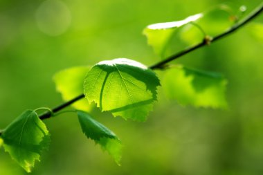 Leaves of birch in the sunlight clipart