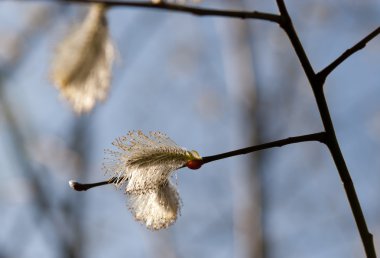 Willow kedicikler dallar gökyüzü