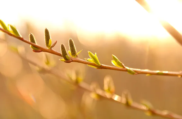 Catkins and leaves in sunlight — Stock Photo, Image