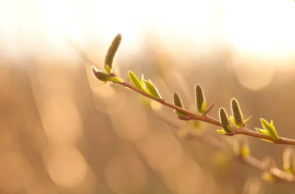 Catkins and leaves in sunshine — Stock Photo, Image