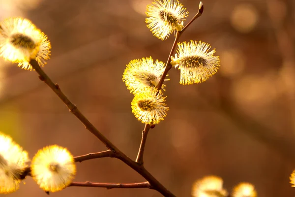 Hanblommor av willow i solsken — Stockfoto