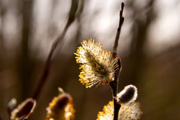 Catkins of willow in woods — Stock Photo, Image