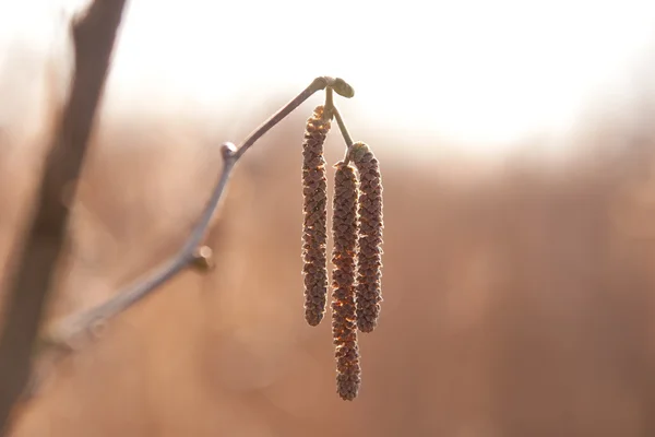 Catkins on a branch in sunlight — Stock Photo, Image