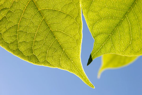 Primer plano de las hojas verdes —  Fotos de Stock