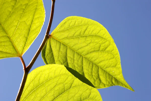 Close up van groene bladeren in zonlicht — Stockfoto