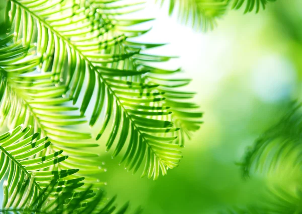 stock image Coniferous background