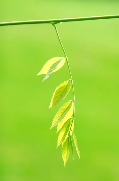 Delicada rama de primavera con hojas frescas —  Fotos de Stock