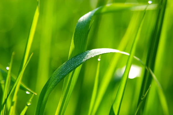 초록빛 풀 위의 이슬 — 스톡 사진