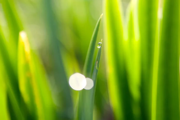 Gota de rocío sobre hierba verde — Foto de Stock