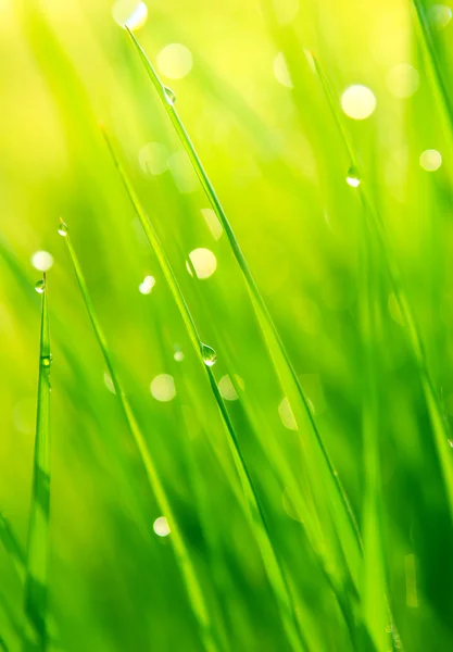 Dauwdruppels op groen gras — Stockfoto