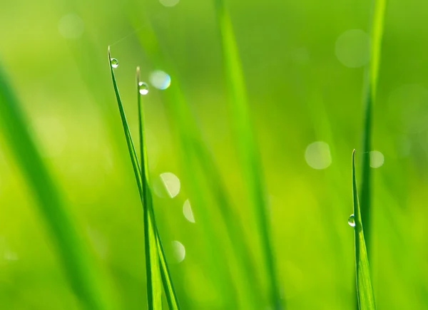 Daggdroppar på grönt gräs — Stockfoto