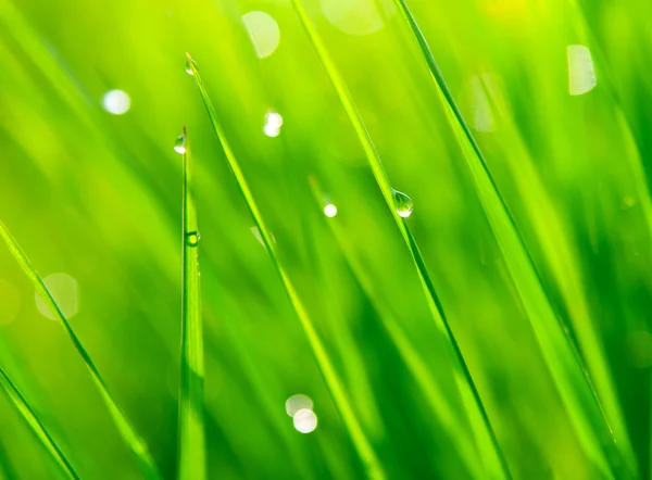 緑の草の露 — ストック写真