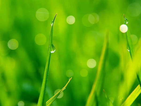 Dauwdruppels op groen gras — Stockfoto