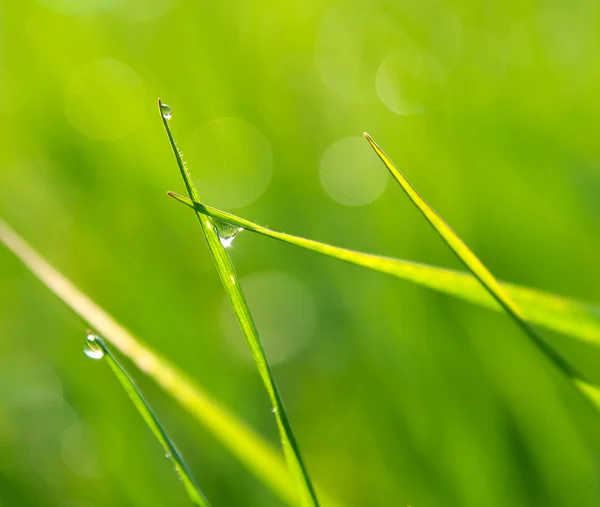 Tautropfen im grünen Gras — Stockfoto