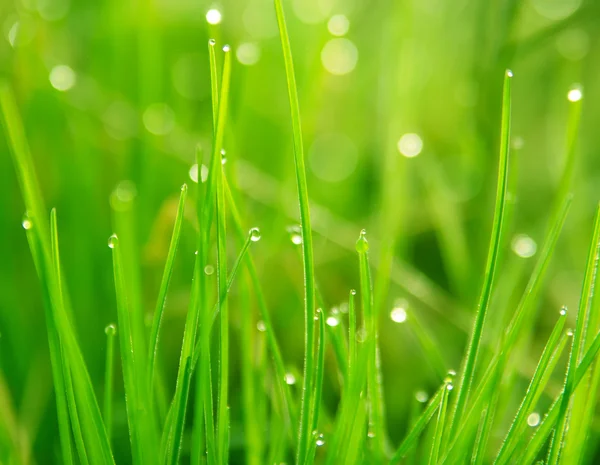 Gotas de rocío sobre hierba verde — Foto de Stock