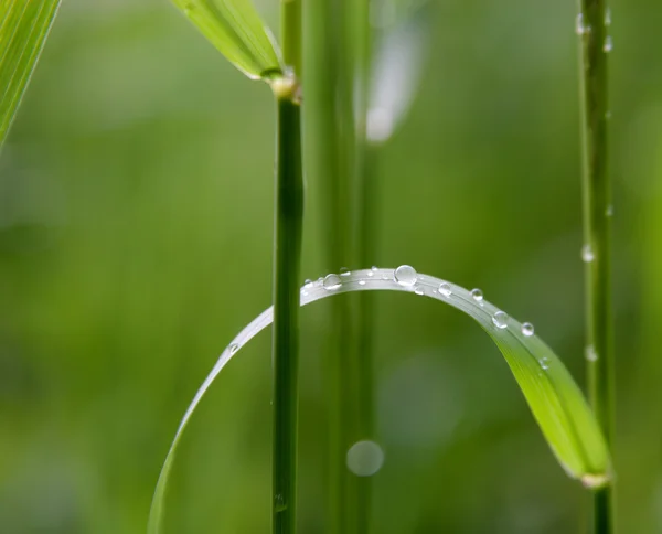 Dewdrops — Stock Photo, Image