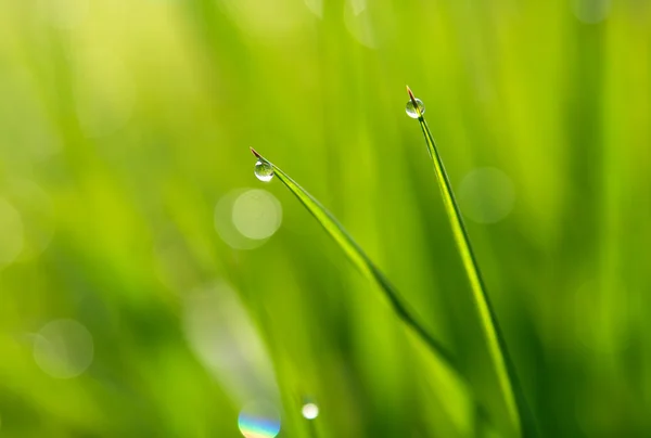 Капли на зеленой траве — стоковое фото