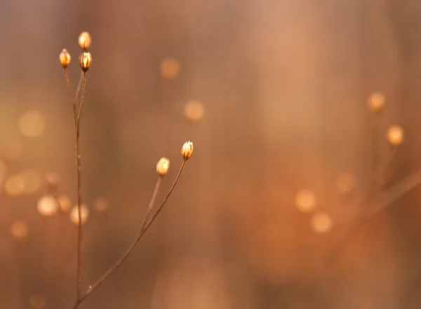 Αποξηραμένα μπουμπούκια του ζιζανίου στο φως του ήλιου — Φωτογραφία Αρχείου