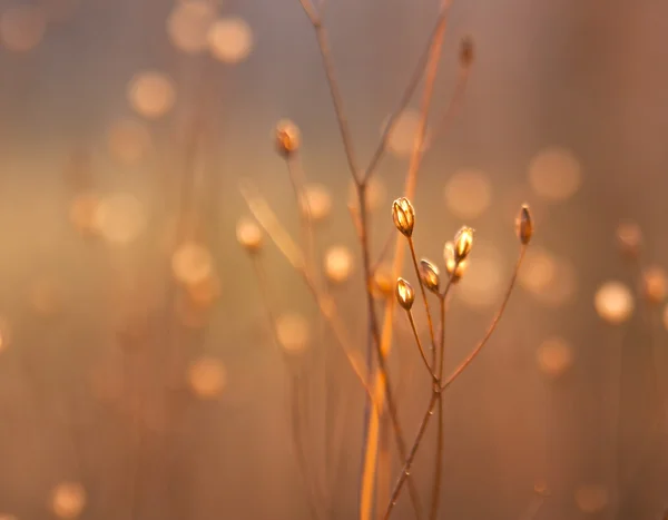 日光の下で雑草の乾燥した芽 — ストック写真