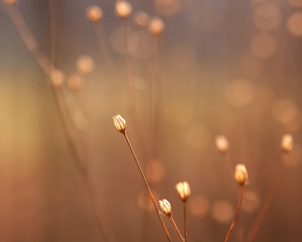 Сушеные цветочные бутоны травы на солнце — стоковое фото