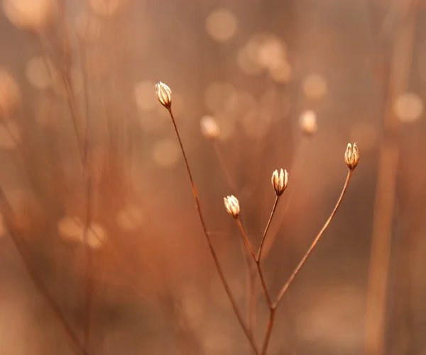 雑草の花のつぼみを乾燥 — ストック写真