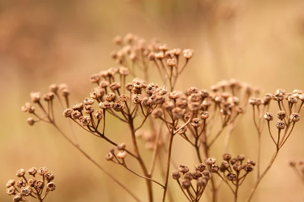 stock image Dried flower buds of weeds