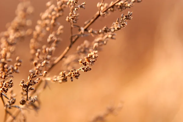日差しの中で乾燥の雑草 — ストック写真