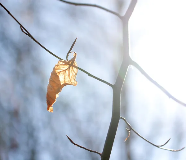 Folha seca em um ramo na luz solar — Fotografia de Stock