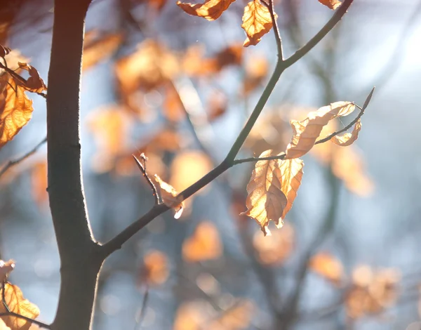 Von der Sonne beleuchtete trockene Blätter — Stockfoto