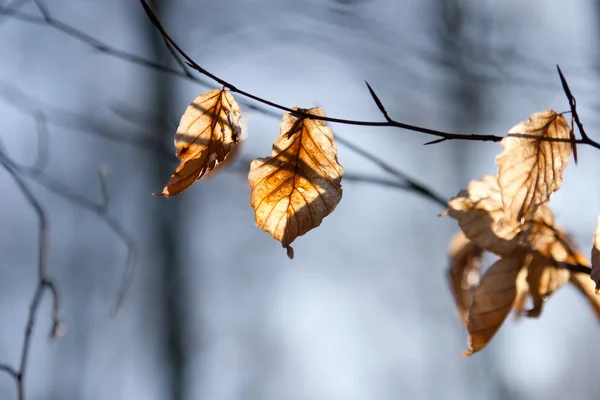 Сухие листья на ветке против неба — стоковое фото