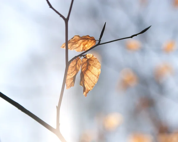 Ξερά φύλλα σε ένα υποκατάστημα στο φως του ήλιου — Φωτογραφία Αρχείου